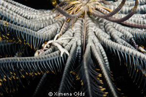 I see 5 crabs how many do you see? @ Coral Gardens- Tulam... by Ximena Olds 